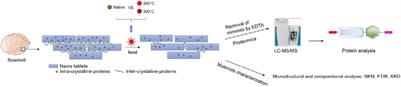 Proteins Are Well-Preserved in Shells Toasted at 300°C Revealed by Proteomics